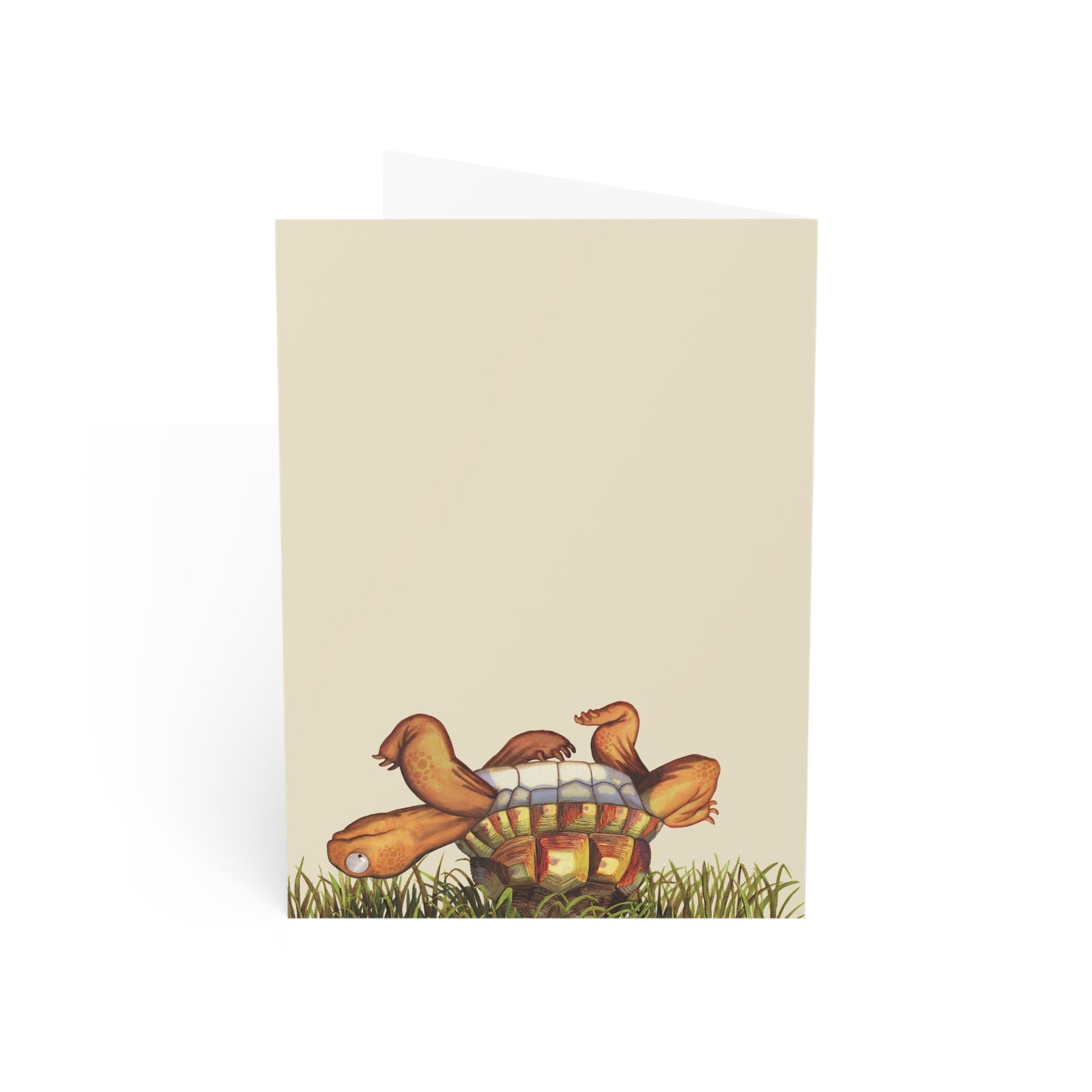 Albert Tortoise "Super Day!" Greeting Card (10 pcs)
